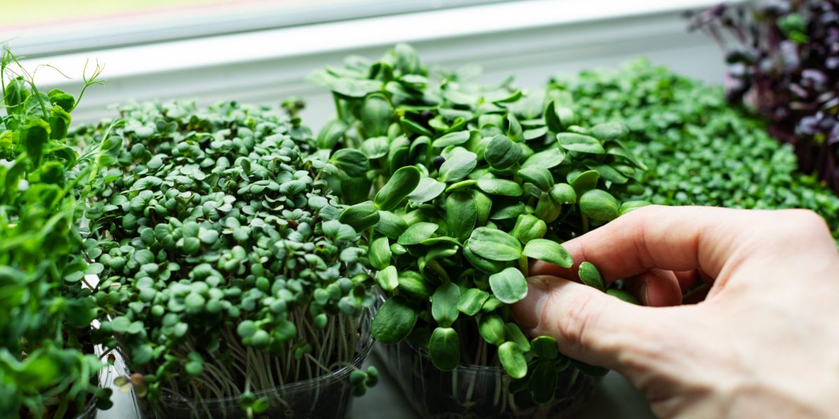 kitchen garden - microgreens growing on windowsill